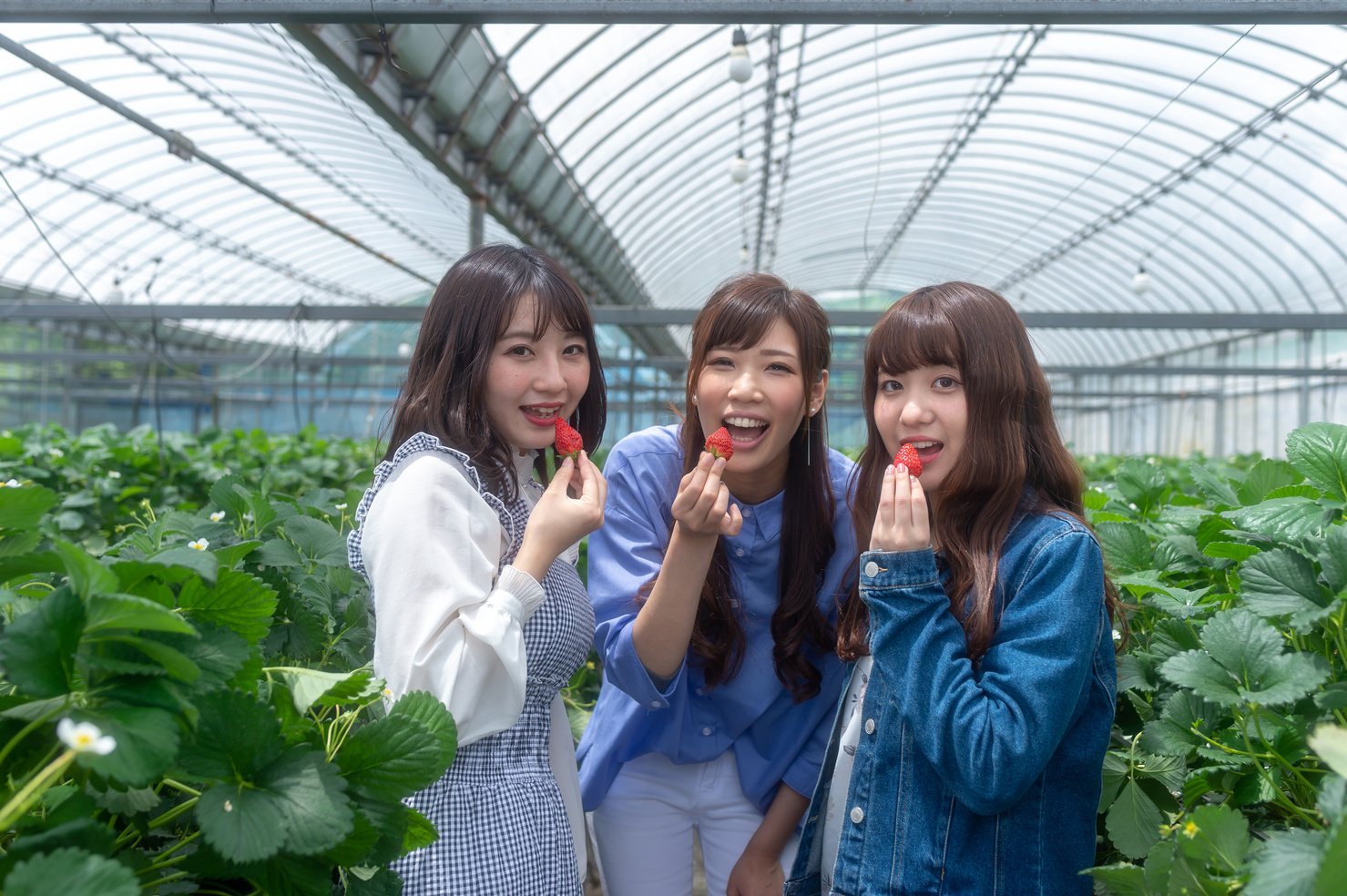 Strawberry Picking