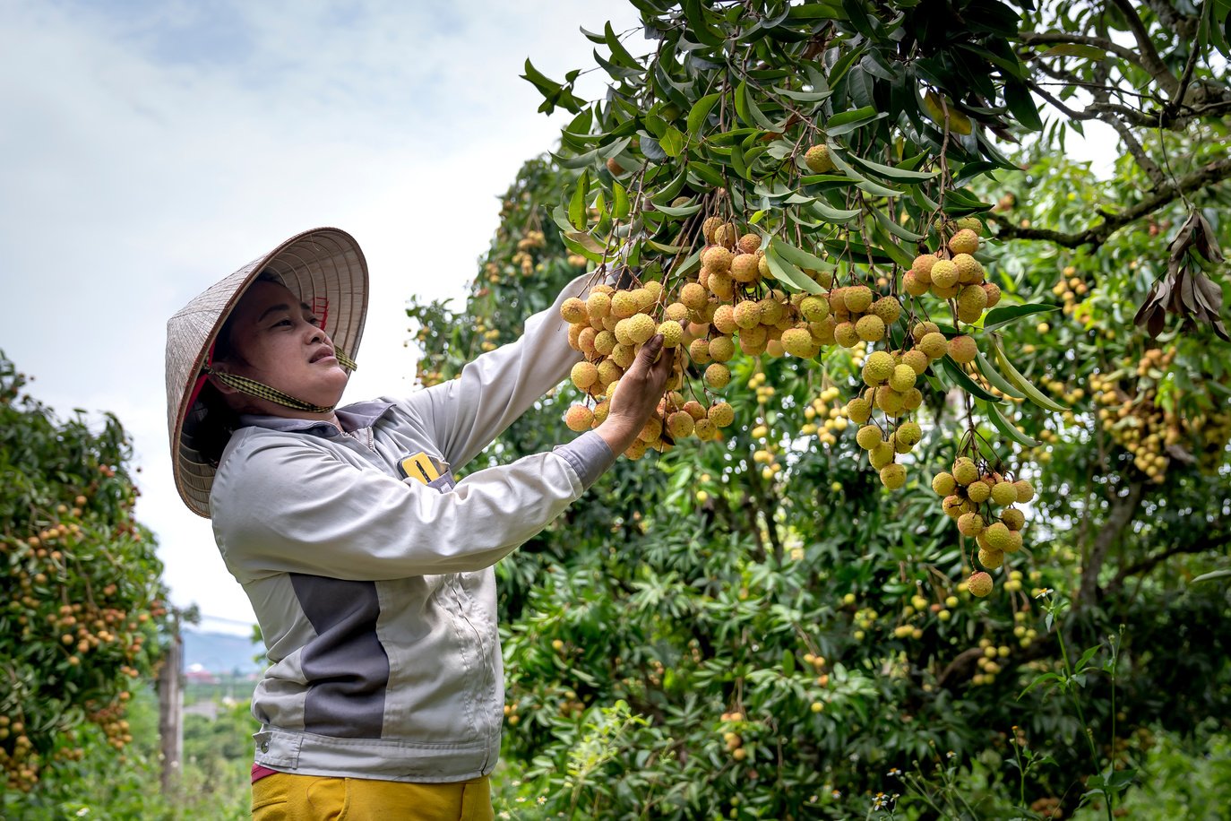 Woman Picking Longan Fruit